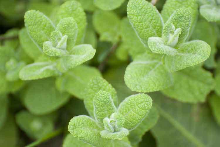 Menta silvestre
